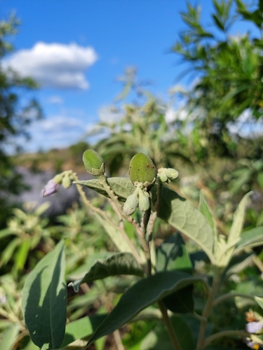Solanum granulosoleprosum, photograph 3