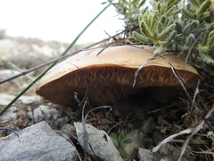 Lepista personata