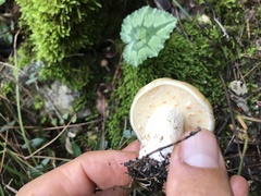 Suillus bellinii