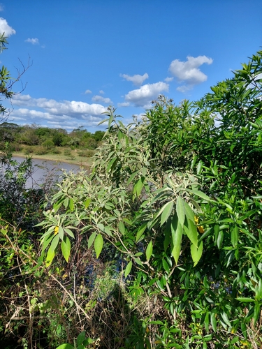 Solanum granulosoleprosum, photograph 4