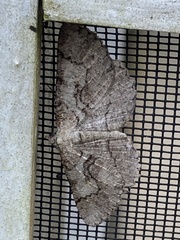 Cymatophora approximaria