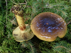 Cortinarius atrovirens