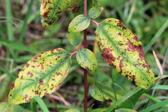 Blumeriella