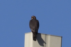 Falco femoralis