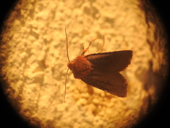 Conistra staudingeri