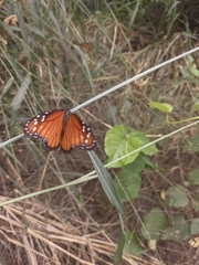 Danaus eresimus