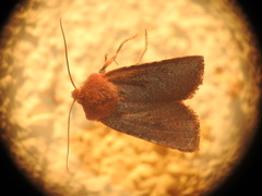 Conistra staudingeri