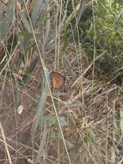 Danaus eresimus