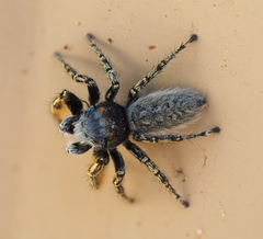 Phidippus mystaceus