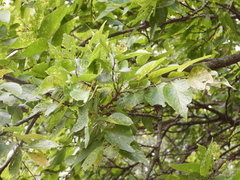 Celtis laevigata