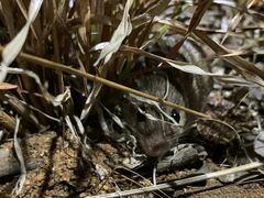 Leggadina lakedownensis