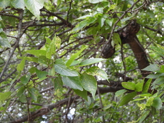 Celtis laevigata