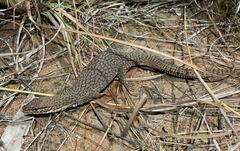 Varanus storri