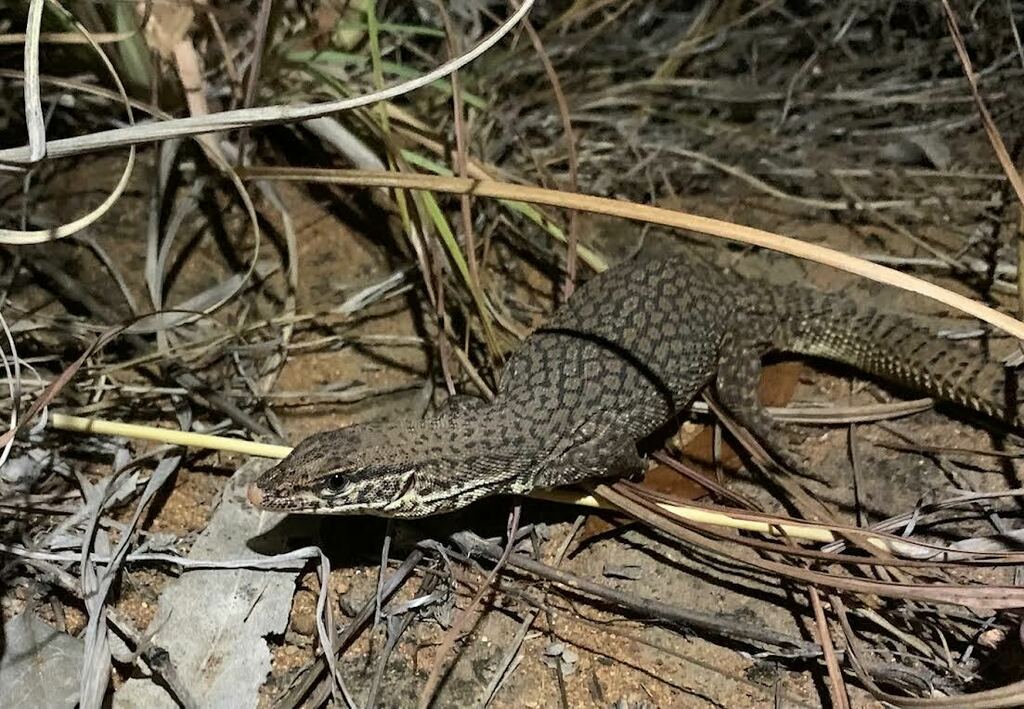 Varan de Storr (Varanus storri)