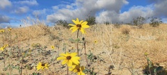 Helianthus petiolaris canescens