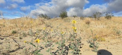 Helianthus petiolaris canescens