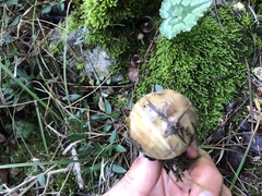 Suillus bellinii