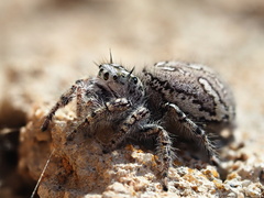 Phidippus mystaceus