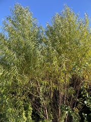 Salix nigra