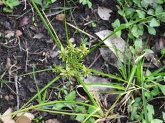 Cyperus ochraceus