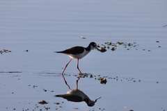 Himantopus mexicanus