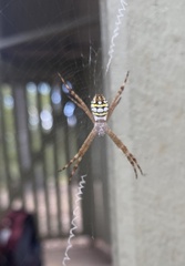 Argiope picta