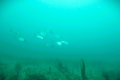 Pseudocaranx georgianus