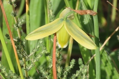 Albuca cooperi