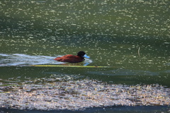 Oxyura ferruginea