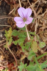 Erodium botrys