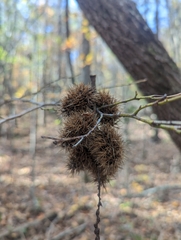 Castanea pumila