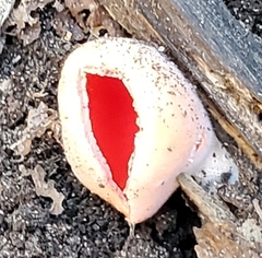 Sarcoscypha austriaca