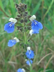 Salvia procurrens