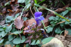 Prunella grandiflora
