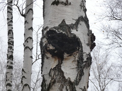 Inonotus obliquus sterilis