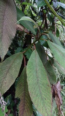 Saurauia