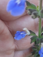 Salvia procurrens