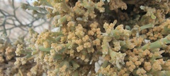Psorothamnus spinosus