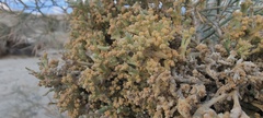 Psorothamnus spinosus