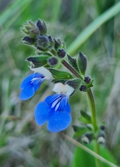Salvia procurrens