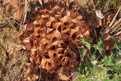 Arctopus monacanthus
