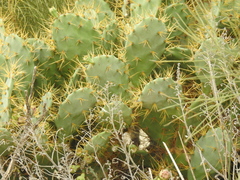 Opuntia stricta