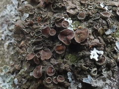 Pleurosticta acetabulum