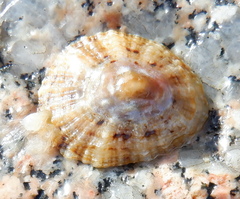 Patella caerulea
