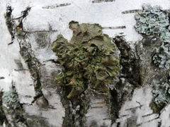 Melanohalea olivacea