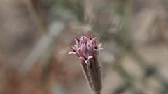 Palafoxia arida arida