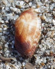 Barbatia barbata