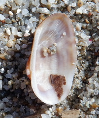 Barbatia barbata