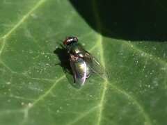 Neomyia cornicina
