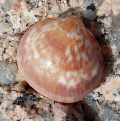 Glycymeris glycymeris